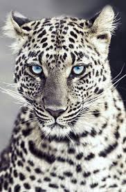 Epingle Par Ilay Can Sur Favourite Animal Pics Animaux Sauvages Animaux Beaux Animaux