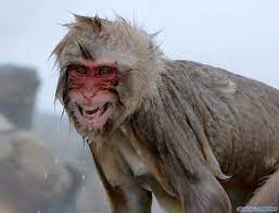 The Snow Monkeys Of Jigokudani Monkeys Bathing In An Onsen In Yamanouchi Nagano Features Snowjapan Snow Monkeys Japan Snow Monkey Japanese Macaque