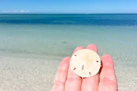 This section will help get you ready for your trip but answering some of the most asked questions about shelling on sanibel. Sanibel Island Shelling World S Best Shelling Beaches