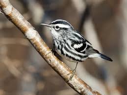 Black And White Warbler Identification All About Birds
