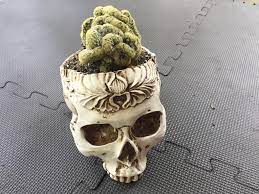 1024 x 768 jpeg 161 кб. Cristata Brain Cactus In Skull Succulents
