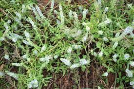 Image result for Platostoma