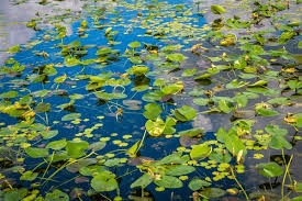 Image result for Brasenia