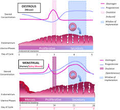 Michael nachman studies the evolutionary processes that led to these. A Missing Piece The Spiny Mouse And The Puzzle Of Menstruating Species In Journal Of Molecular Endocrinology Volume 61 Issue 1 2018