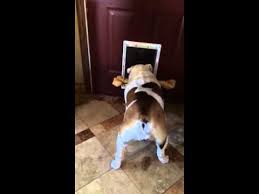 Door dogs are small canines which appear as premonitory omens of death in folklore collected from tangiers, morocco. Bulldog Can T Fit Bone Through Door Youtube