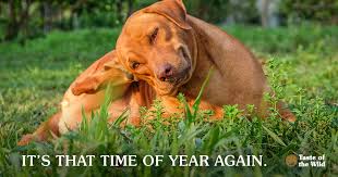 My Dog Is Still Itching After Flea Treatment Off 66 Www Usushimd Com