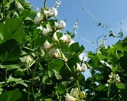 Image result for Cyamopsis tetragonoloba