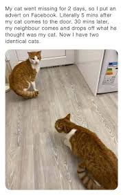 Wondering what could have happened and how long it will be before your pet is safely home again. What Do I Do Now My Cat Went Missing For 2 Days So I Put An Advert On Facebook Literally 5 Mins After My Cat Comes To The Door 30 Mins Later