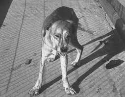 How does a dog get rabies? Zoonosis Wikipedia