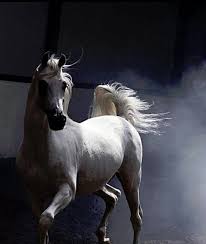 Pin By Christel Tjoa On Pferde Horses White Arabian Horse Beautiful Horses