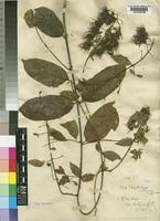 Image result for Combretum cinereopetalum