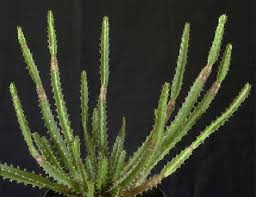 Image result for Plectranthus mandalensis