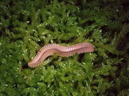 Image result for Oenanthe mildbraedii