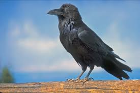Raven paradox - Wikipedia