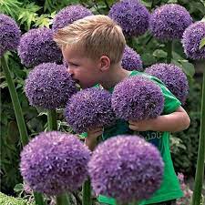Egrow 100 Pcs Garden Outdoor Giant Allium Giganteum Beautiful Flower Seeds Bonsai Plant Seeds Allium Giganteum Flower Seeds Bonsai Plants