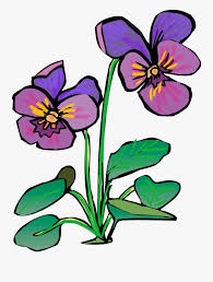 They are licensed under the free pexels license. Pansy Purple Flowers Drawing Plant Crocus Free Transparent Clipart Clipartkey