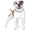 Here presented 49+ american bulldog drawing images for free to download, print or share. 3