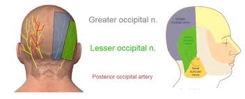 Image result for Ear Nerve Block