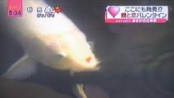 Check spelling or type a new query. Aneh Tapi Nyata Ada Gambar Hati Di Bagian Moncong Ikan Mas Putih Tribunnews Com Mobile