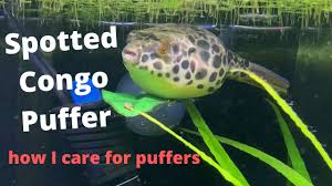 The store boasts an extremely large selection of aquariums, filters, pumps and accessories along with everything else you need. Spotted Congo Puffer A Complete Care Guide