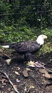 Gorgeous Bald Eagle Feasting On A Possum On The Road Bank In Rock Cave Wv Bald Eagle Birds Of Prey Prey