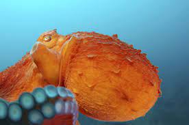 Fascinating Facts About The Biggest Octopus In The World Octopus Facts Giant Pacific Octopus Octopus