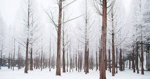 Nami Island In Winter Seoul Itinerary Nami Island Korea Travel