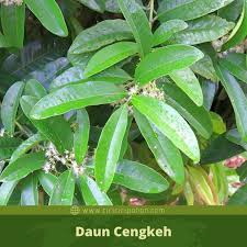 Check spelling or type a new query. Ciri Ciri Pohon Cengkeh Syzygium Aromaticum Di Alam Liar Ciriciripohon Com