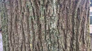 An alternative whitewash, called kaolin, is a clay mixed with water to create the. Common Lime Trunk Close Up January 2019 Tree Tree Trunk Plants
