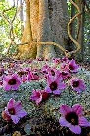 Fallen Flowers On Rainforest Floor Bunya Mountains Australia By Ausbatperson Beautiful Flowers Flowers Tropical Flowers