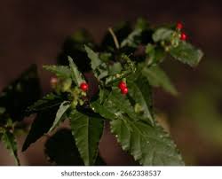 Image result for Petiveriaceae