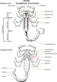 Scorpion Anatomy Scorpion Bugs Insects Common Spiders