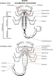 scorpion anatomy scorpion bugs insects common spiders