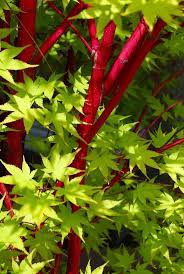 Check spelling or type a new query. How To Grow Japanese Maples The Garden Glove