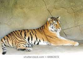 Tigers Laying Side View Google Search Tiger Stock Photos Cute Cats