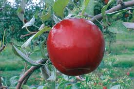 We did not find results for: Stark Bro S Releases Two New Apple Varieties Best Suited For Warmer Climates Growing Produce