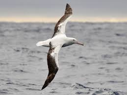 It was the last species of albatross to be described, and was long considered the same species as the tristan albatross and the antipodean albatross. The Albatross Sea Bird That Can Go Years Without Landing Documentarytube
