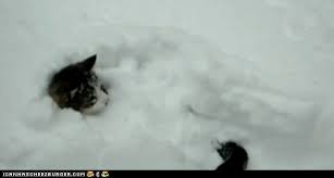I Just Don T Understand This Kitty Funny Cat Videos Funny Animals Cute Cats