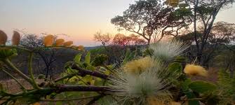 Image result for Albizia antunesiana