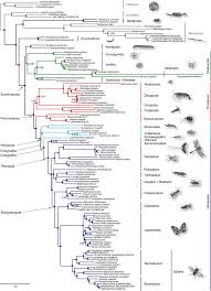 The term arthropoda as originally proposed refers to a proposed grouping of. Https Www Zfmk De Dateien Atoms Files Meusemann Et Al A Phylogenomic 2010 Pdf