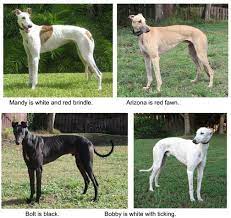 Tune in to sky channel 437 (freesat 250) from 6pm daily for live greyhound action, or. All About Greyhounds Bay Area Greyhound Adoption