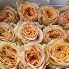 Palm beach beauté brands are the perfumes and fragrances the world knows and loves, sold in over thirty countries. 61 Yellow Flowers Ideas Yellow Flowers Flowers Yellow