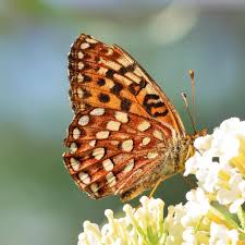 Image result for Hyparrhenia rudis