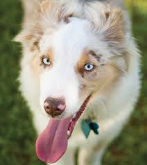 We have several litters of akc and / or asca australian shepherd puppies yearly. Australian Shepherd