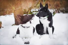 Image result for karelský medvědí pes