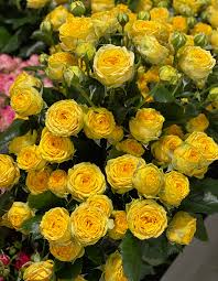 Роза Луна Трендсеттер