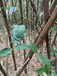 Image result for Zanthoxylum lindense