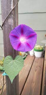 Morning Glory Floral Painting Morning Glory Flowers