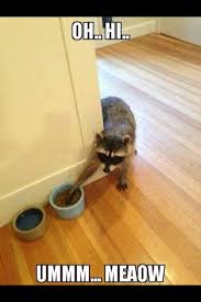 Impostor Noun Meaning One Who Makes False Claims Of Identity Synonyms Charlatan Fake Faker Fakir Funny Animal Pictures Funny Animals Funny Animal Memes