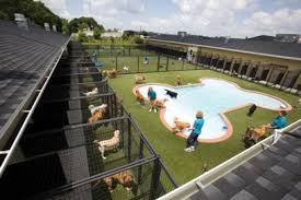 Pet Hotels Welcome To The Dog House Peter Greenberg Travel Detective Dog Boarding Facility Dog Boarding Kennels Pet Paradise